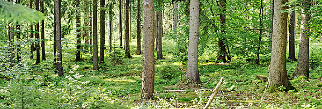 树干,树林,巴伐利亚,德国