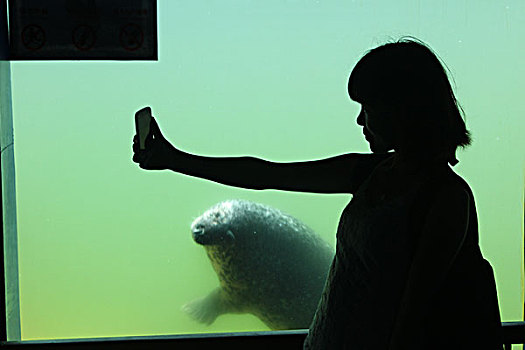 游客,水族馆,动物,游玩,嬉戏,拍照,海豹,海狮