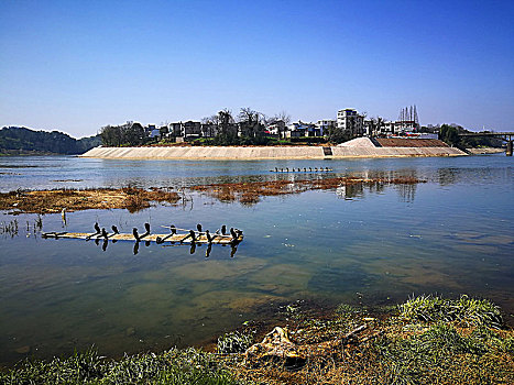 安徽,歙县,王村镇,新安江,春色,渔鹰,油菜花,村庄,渔船,牛,渔夫,防牛,蓝天