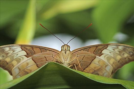 豹纹蝶,昆士兰,澳大利亚