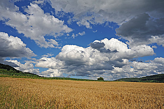 雨,云,高处,成熟,大麦,地点,上弗兰科尼亚,巴伐利亚,德国,欧洲