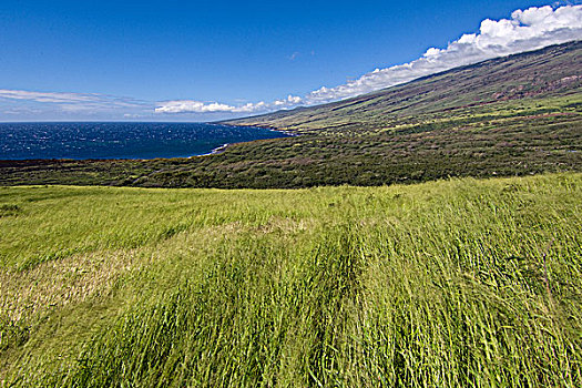 草地,南,尾端,毛伊岛,夏威夷,美国