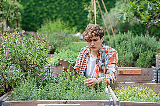 男人,花园,数码,植物