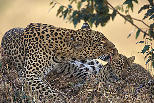 非洲,肯尼亚,马塞马拉野生动物保护区,成年,女性,豹,打理,老,幼兽,草丛,黄昏