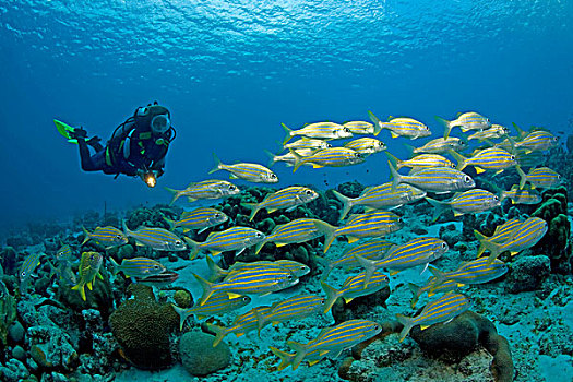 水中呼吸器,潜水,咕噜声,博奈尔岛,小安的列斯群岛,荷兰,安的列斯群岛,加勒比