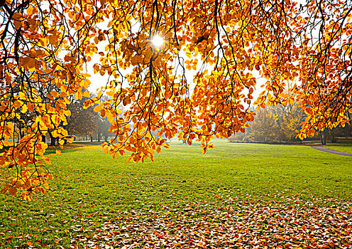 瑞典,秋天,叶子,逆光,公园,爱尔福特,图林根州,德国,欧洲