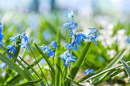 绵枣儿属植物,蓝色,白色,春花,聚焦