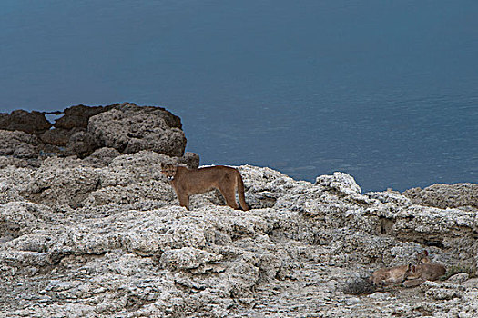 美洲狮,雌性,老,幼兽,托雷德裴恩国家公园,巴塔哥尼亚,区域,南方,智利