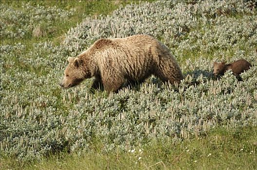 棕熊,母熊,苔原,幼兽,德纳里峰国家公园,阿拉斯加,美国