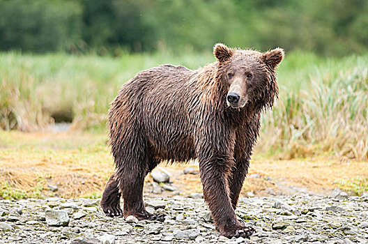 棕熊,卡特麦国家公园,阿拉斯加,美国,北美