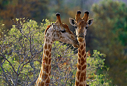 长颈鹿,克鲁格国家公园,南非,非洲,使用,日历,贺卡,电子,持续,一月,十二月,国家
