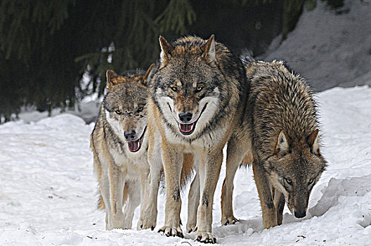 灰狼,狼,雪中,国家公园,德国