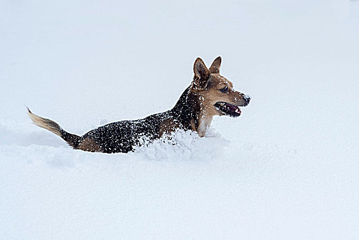 小,梗犬,玩,大雪