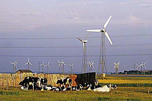 丹麦,母牛,风轮机