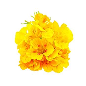 旱金莲,黄色,花束