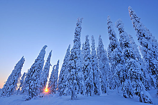 积雪,云杉,日出,库萨莫,北方,芬兰