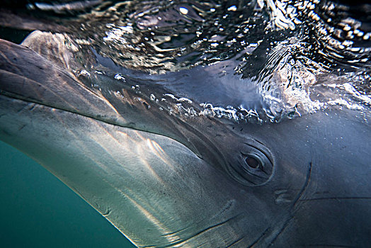 宽吻海豚,眼,特写,水下视角