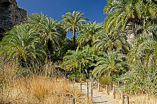 棕榈树,小树林,峡谷,克里特岛,希腊