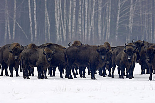 欧洲野牛,群,雪景,比亚沃维耶扎,树林,波兰