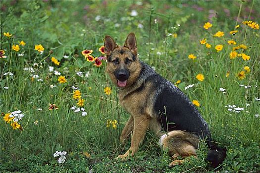 德国牧羊犬,狗,肖像,花