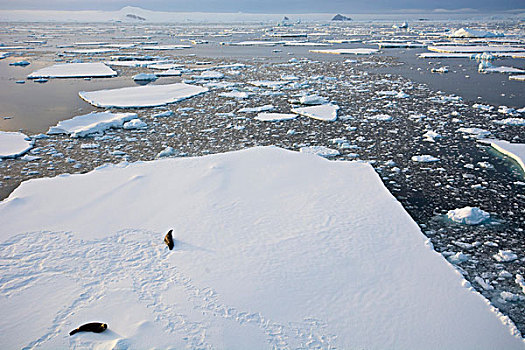 南极,靠近,阿德莱德,岛屿,浮冰,冰