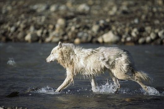 北极狼,狼,河流,艾利斯摩尔岛,加拿大