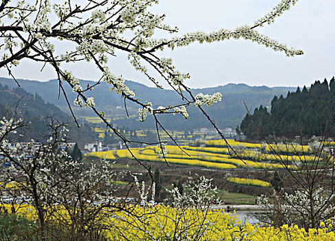 油菜花田