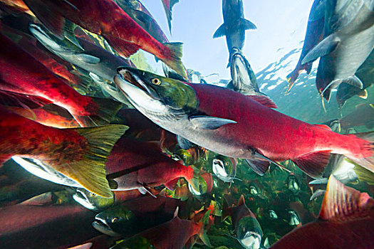 红大马哈鱼,红鲑鱼,群,游泳,迅速,产卵,亚当斯河,省立公园,不列颠哥伦比亚省,加拿大