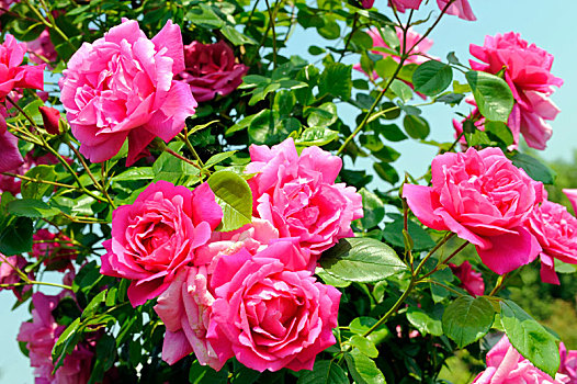 玫瑰,藤蔓玫瑰,粉色,花,杂交品种,未知