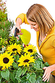 园艺,女人,泼洒,水,向日葵