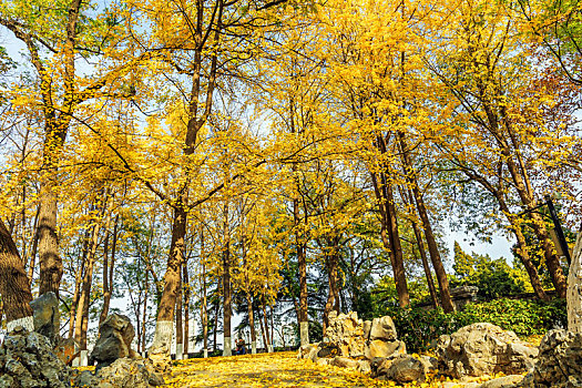 黄色银杏林,南京莫愁湖公园秋色