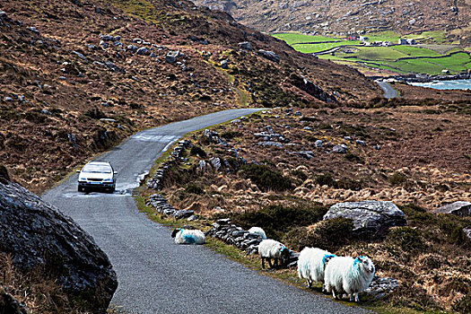 爱尔兰,海岸,道路,绵羊,路边,科克郡