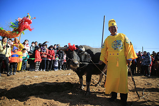 山东省日照市,田间地头闹春牛盼丰收,开启春耕序幕期盼五谷丰登