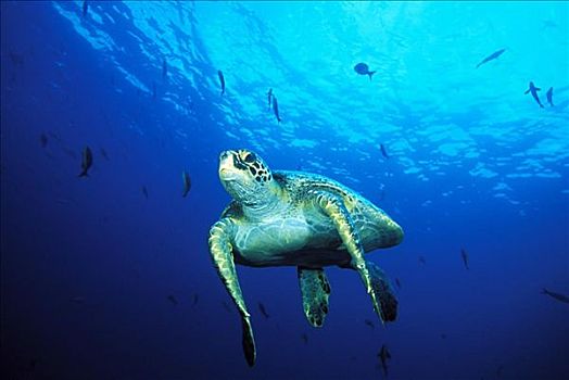 加拉帕戈斯群岛,绿海龟,龟类,游泳,清晰,深海