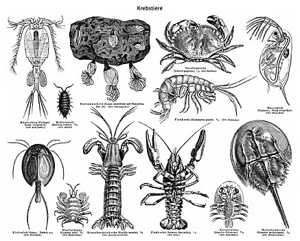 历史,螃蟹,甲壳类,甲壳纲动物,19世纪