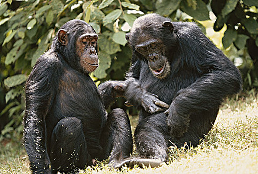 坦桑尼亚,冈贝河国家公园,黑猩猩,雄性,大幅,尺寸