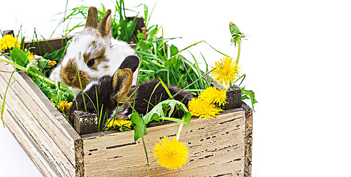 复活节兔子,木盒
