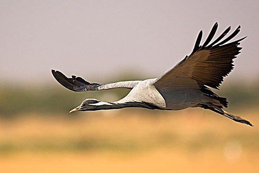 蓑羽鹤,飞,塔尔沙漠,拉贾斯坦邦,印度