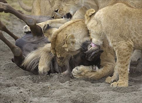 狮子,早晨,猎捕,雌狮,杀戮,角马,喉咙,咬,恩戈罗恩戈罗火山口,坦桑尼亚