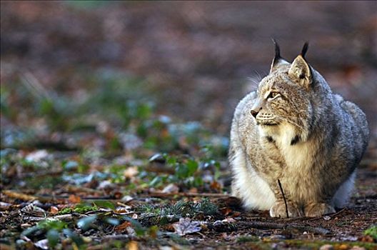 猞猁,坐,地面,看,左边