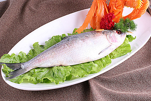 长江圈养鲥鱼