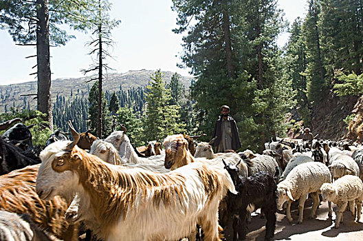 牧羊人,牧群,绵羊,山羊,查谟-克什米尔邦,印度