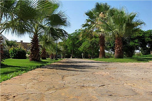 路,棕榈树