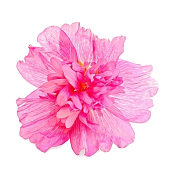锦葵属植物,粉色