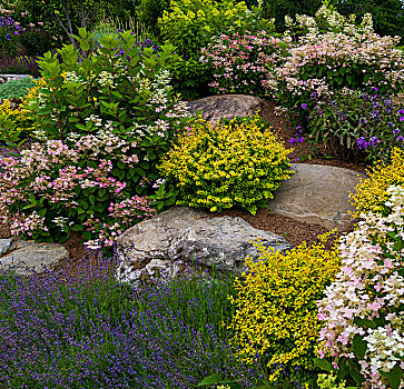 岩石花园,开花植物,魁北克,加拿大,北美