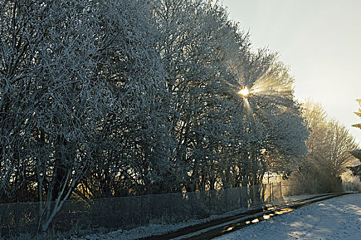 阳光照耀通过,光秃的结构树在冬天,附近的,符腾堡,德国