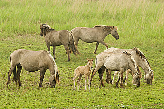 马,牧群,年轻,小马,湿地,荷兰,欧洲