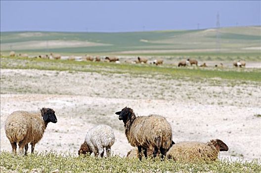 羊群,山,叙利亚,亚洲