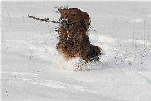 达克斯猎狗,雪地