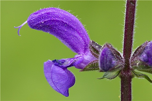 紫罗兰,唇形科植物